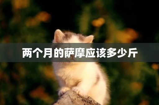 兩個月的薩摩應該多少斤