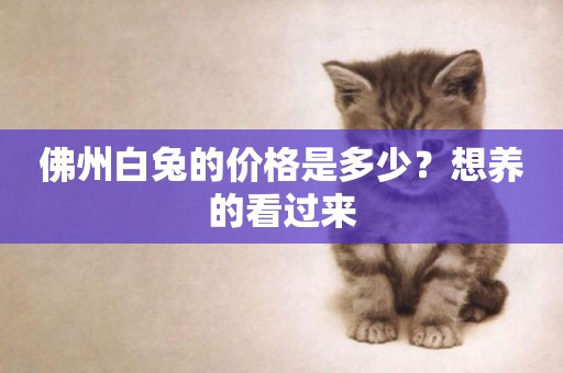佛州白兔的價格是多少？想養的看過來