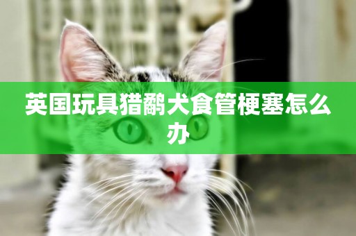 英國玩具獵鷸犬食管梗塞怎么辦