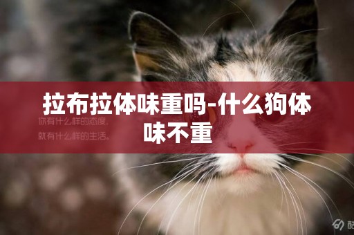 拉布拉體味重嗎-什么狗體味不重