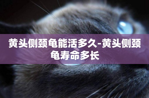 黃頭側頸龜能活多久-黃頭側頸龜壽命多長