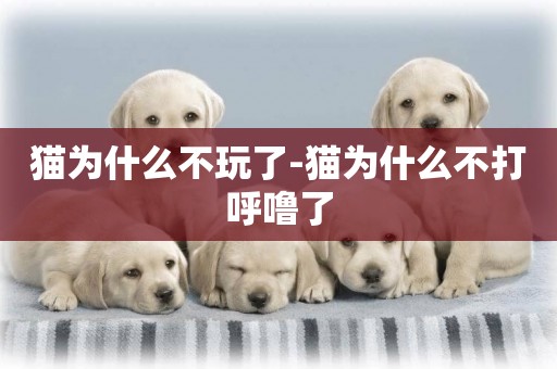 貓為什么不玩了-貓為什么不打呼嚕了