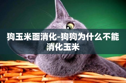 狗玉米面消化-狗狗為什么不能消化玉米