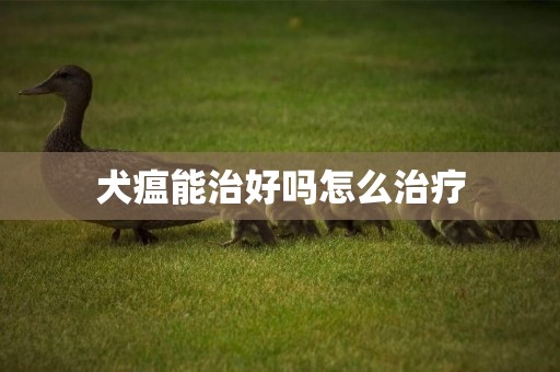 犬瘟能治好嗎怎么治療