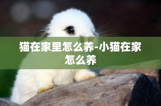 貓在家里怎么養-小貓在家怎么養