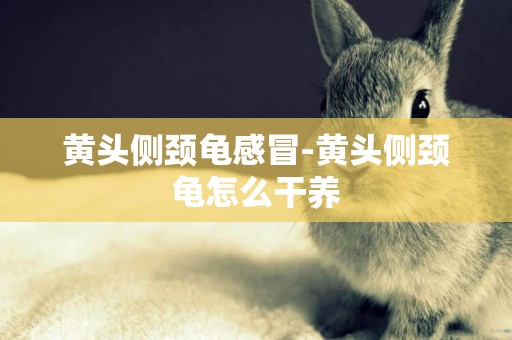 黃頭側頸龜感冒-黃頭側頸龜怎么干養