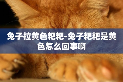 兔子拉黃色粑粑-兔子粑粑是黃色怎么回事啊