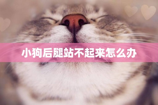 小狗后腿站不起來怎么辦