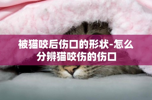 被貓咬后傷口的形狀-怎么分辨貓咬傷的傷口