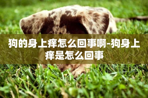 狗的身上癢怎么回事啊-狗身上癢是怎么回事