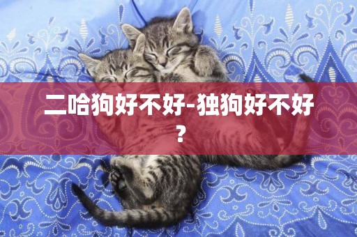 二哈狗好不好-獨狗好不好？
