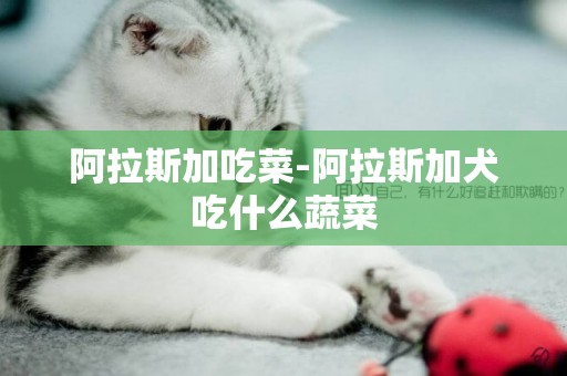 阿拉斯加吃菜-阿拉斯加犬吃什么蔬菜