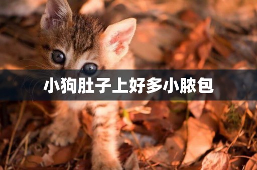 小狗肚子上好多小膿包