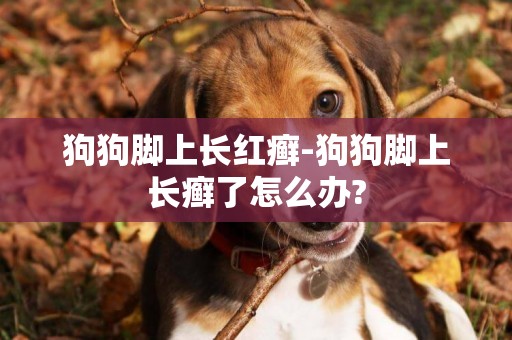 狗狗腳上長紅癬-狗狗腳上長癬了怎么辦?