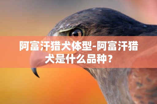 阿富汗獵犬體型-阿富汗獵犬是什么品種？