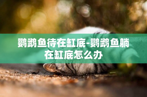 鸚鵡魚待在缸底-鸚鵡魚躺在缸底怎么辦