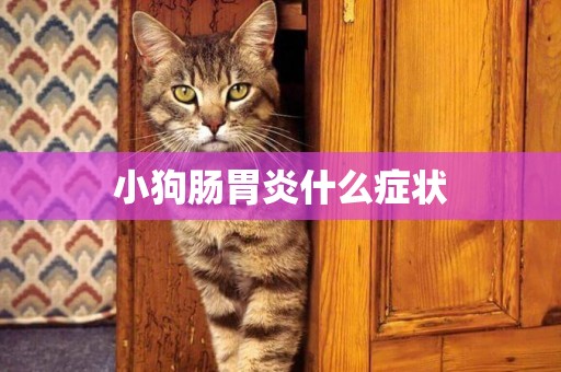 小狗腸胃炎什么癥狀