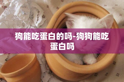 狗能吃蛋白的嗎-狗狗能吃蛋白嗎