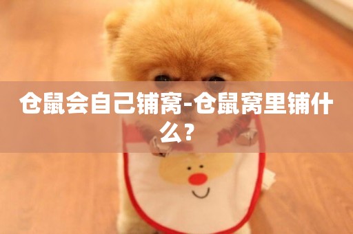 倉鼠會自己鋪窩-倉鼠窩里鋪什么？