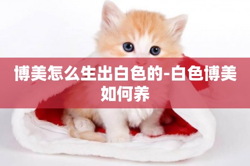 博美怎么生出白色的-白色博美如何養