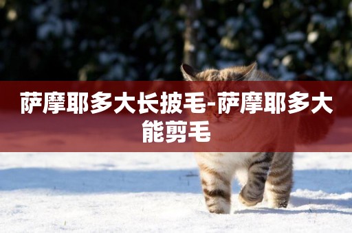 薩摩耶多大長披毛-薩摩耶多大能剪毛