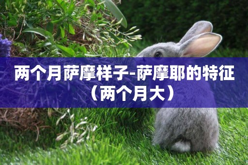 兩個月薩摩樣子-薩摩耶的特征（兩個月大）