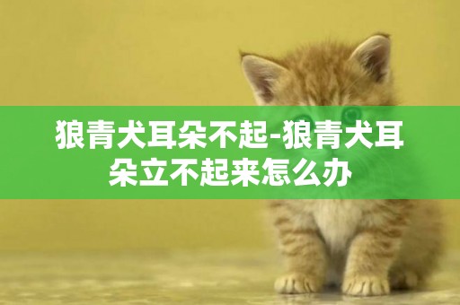 狼青犬耳朵不起-狼青犬耳朵立不起來怎么辦