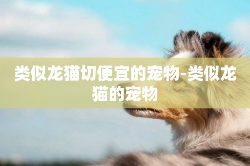 類似龍貓切便宜的寵物-類似龍貓的寵物