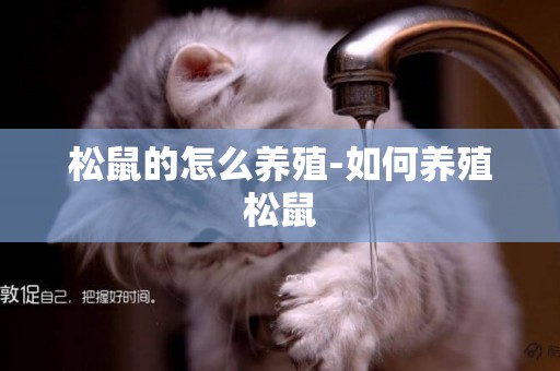 松鼠的怎么養殖-如何養殖松鼠