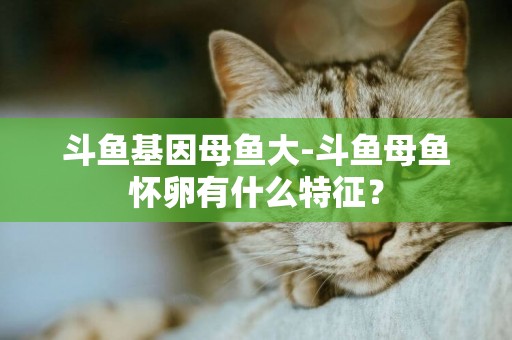 斗魚基因母魚大-斗魚母魚懷卵有什么特征？