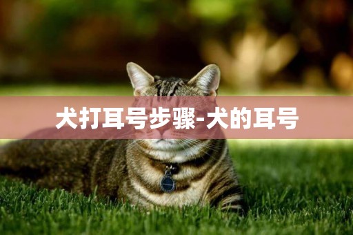 犬打耳號步驟-犬的耳號