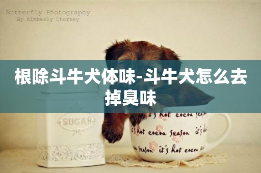 根除斗牛犬體味-斗牛犬怎么去掉臭味