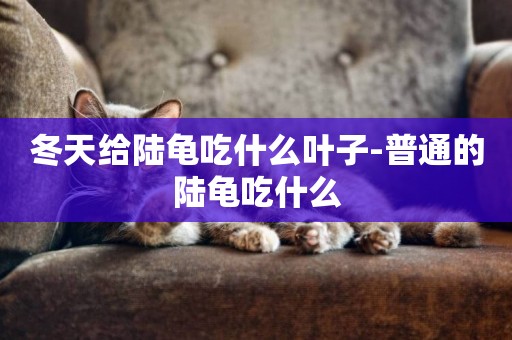 冬天給陸龜吃什么葉子-普通的陸龜吃什么