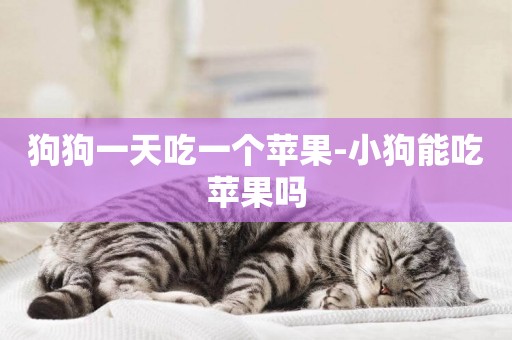 狗狗一天吃一個蘋果-小狗能吃蘋果嗎