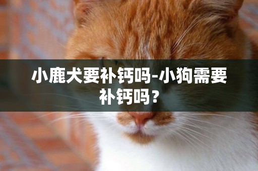 小鹿犬要補鈣嗎-小狗需要補鈣嗎？