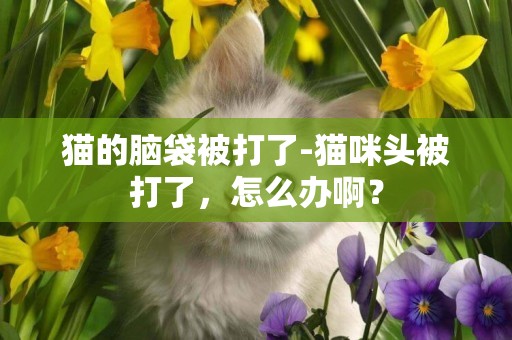 貓的腦袋被打了-貓咪頭被打了，怎么辦啊？