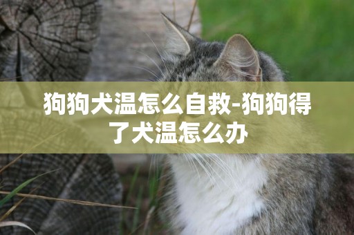 狗狗犬溫怎么自救-狗狗得了犬溫怎么辦