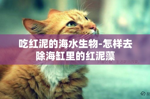 吃紅泥的海水生物-怎樣去除海缸里的紅泥藻