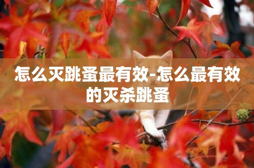怎么滅跳蚤最有效-怎么最有效的滅殺跳蚤