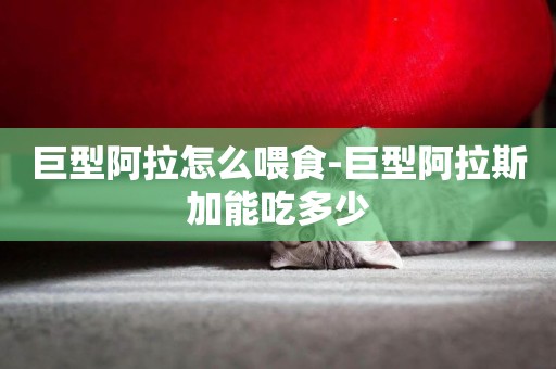 巨型阿拉怎么喂食-巨型阿拉斯加能吃多少
