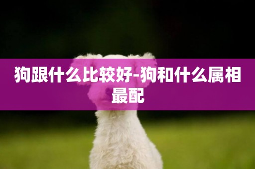 狗跟什么比較好-狗和什么屬相最配