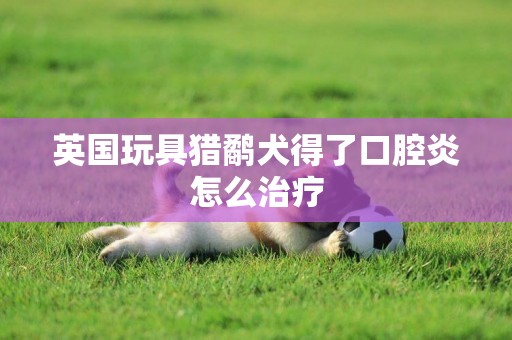 英國玩具獵鷸犬得了口腔炎怎么治療