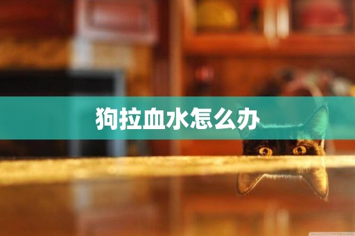 狗拉血水怎么辦