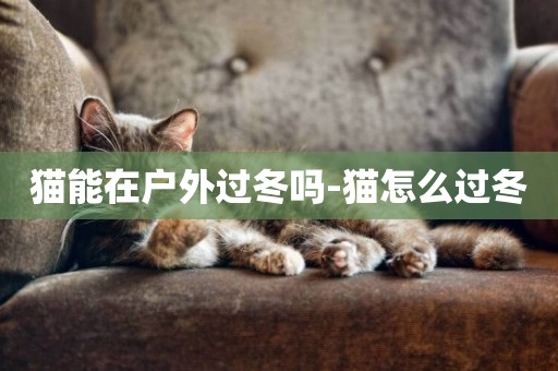 貓能在戶外過冬嗎-貓怎么過冬