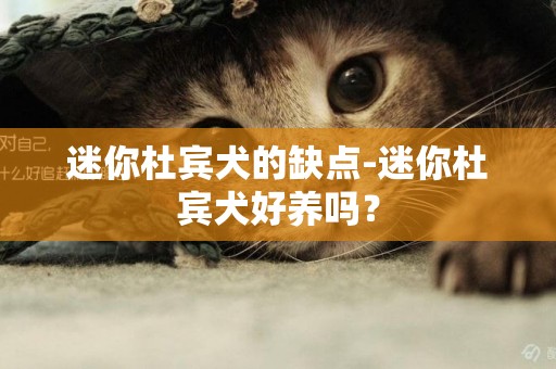 迷你杜賓犬的缺點-迷你杜賓犬好養嗎？
