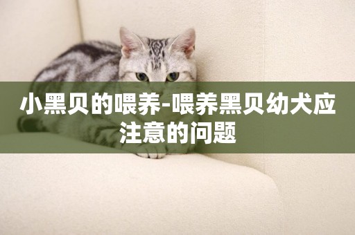 小黑貝的喂養-喂養黑貝幼犬應注意的問題