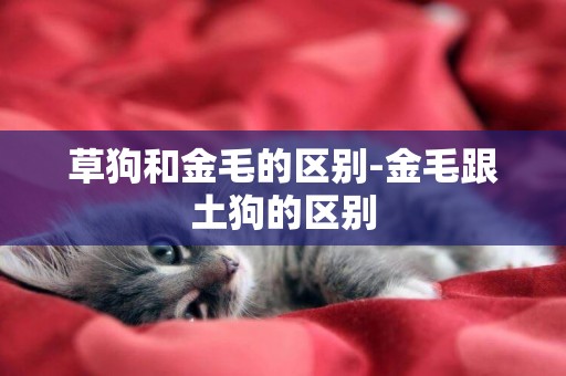 草狗和金毛的區別-金毛跟土狗的區別