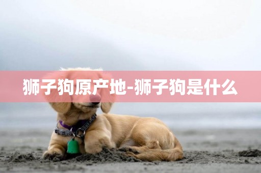 獅子狗原產地-獅子狗是什么