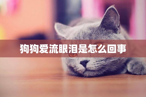 狗狗愛流眼淚是怎么回事