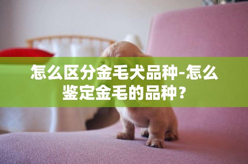 怎么區分金毛犬品種-怎么鑒定金毛的品種？